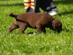 5 weken oud  Abby